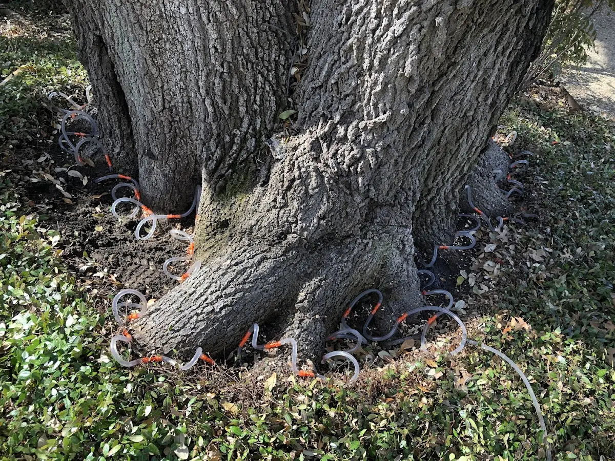 Detailed Shrub and Hedge Trimming job site in Eustace