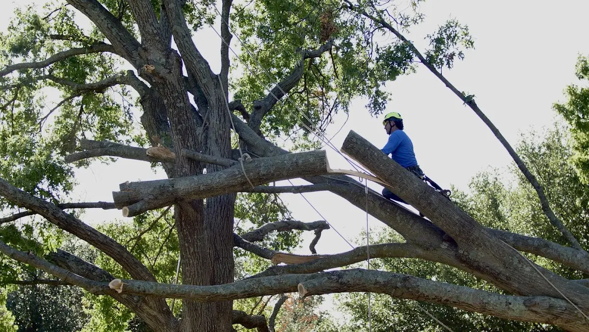 Professional Crown Thinning performed by certified arborists in Eustace