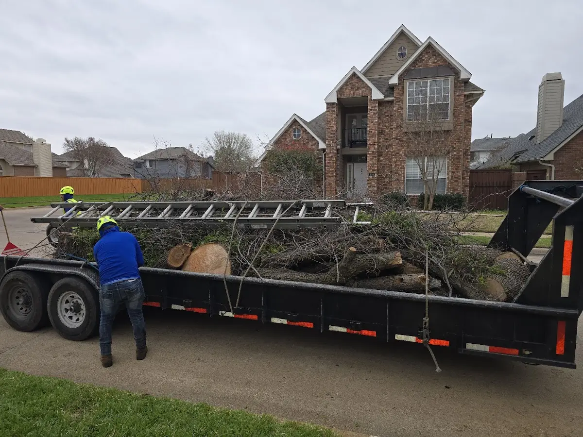Expert Tree Pest Control with proper safety equipment in Eustace